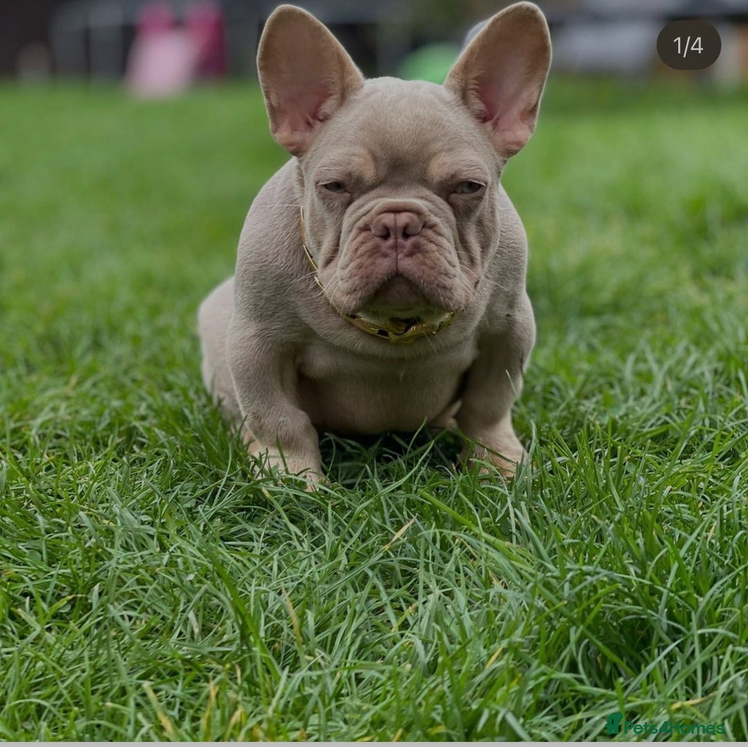 French Bulldog dogs for sale: Frenchies for sale <3 - Image 13