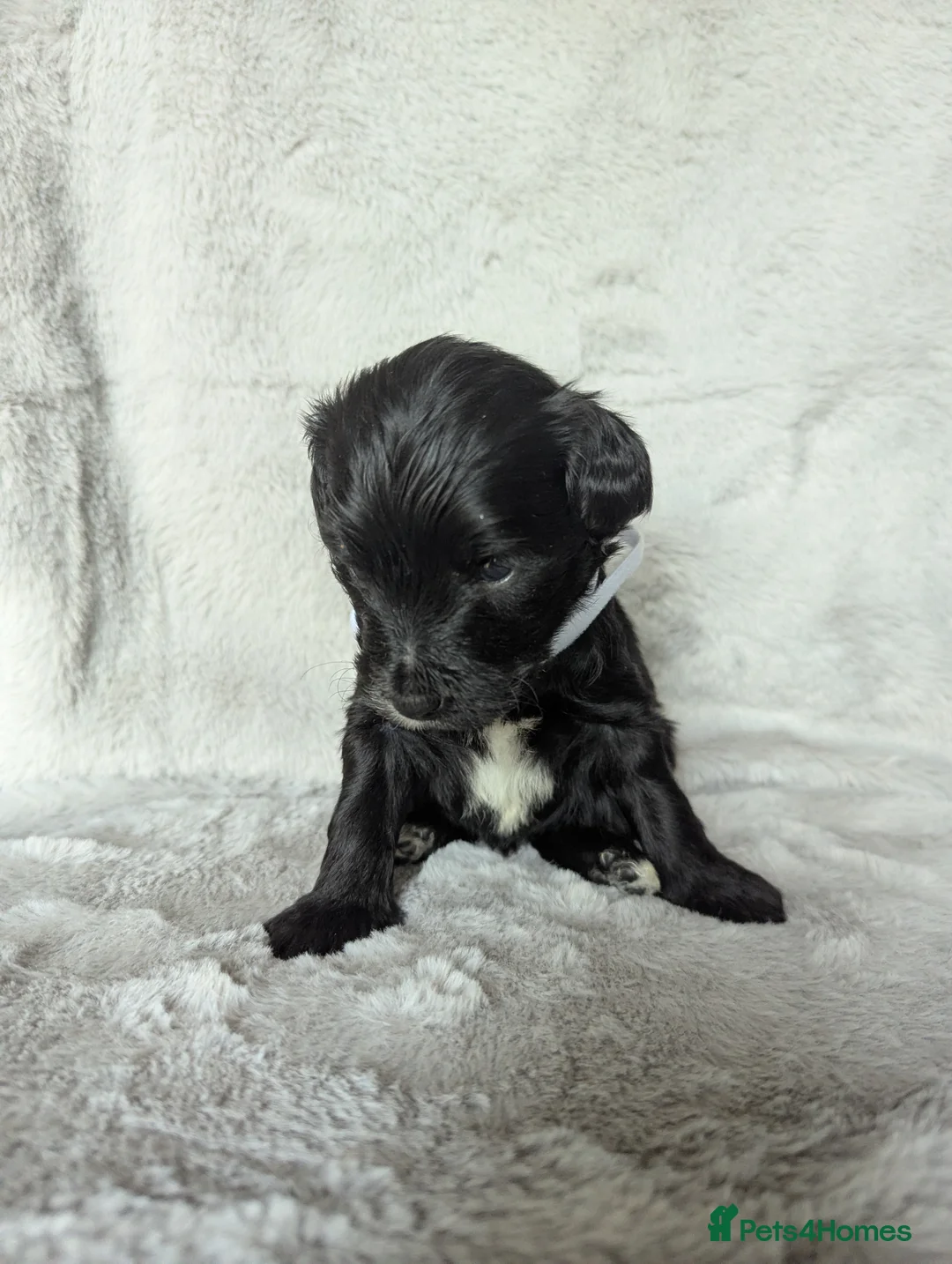 Mixed Breed dogs for sale: Australian Labradoodle/Cockapoo pups in Inverness - Advert 2