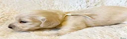 Miniature Dachshund dogs for sale: White/light cream tiny miniature dachshunds - Advert 18