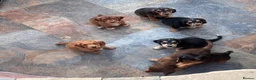 Cockerdor dogs for sale: Beautifully marked Cockerdor puppies - Advert 12