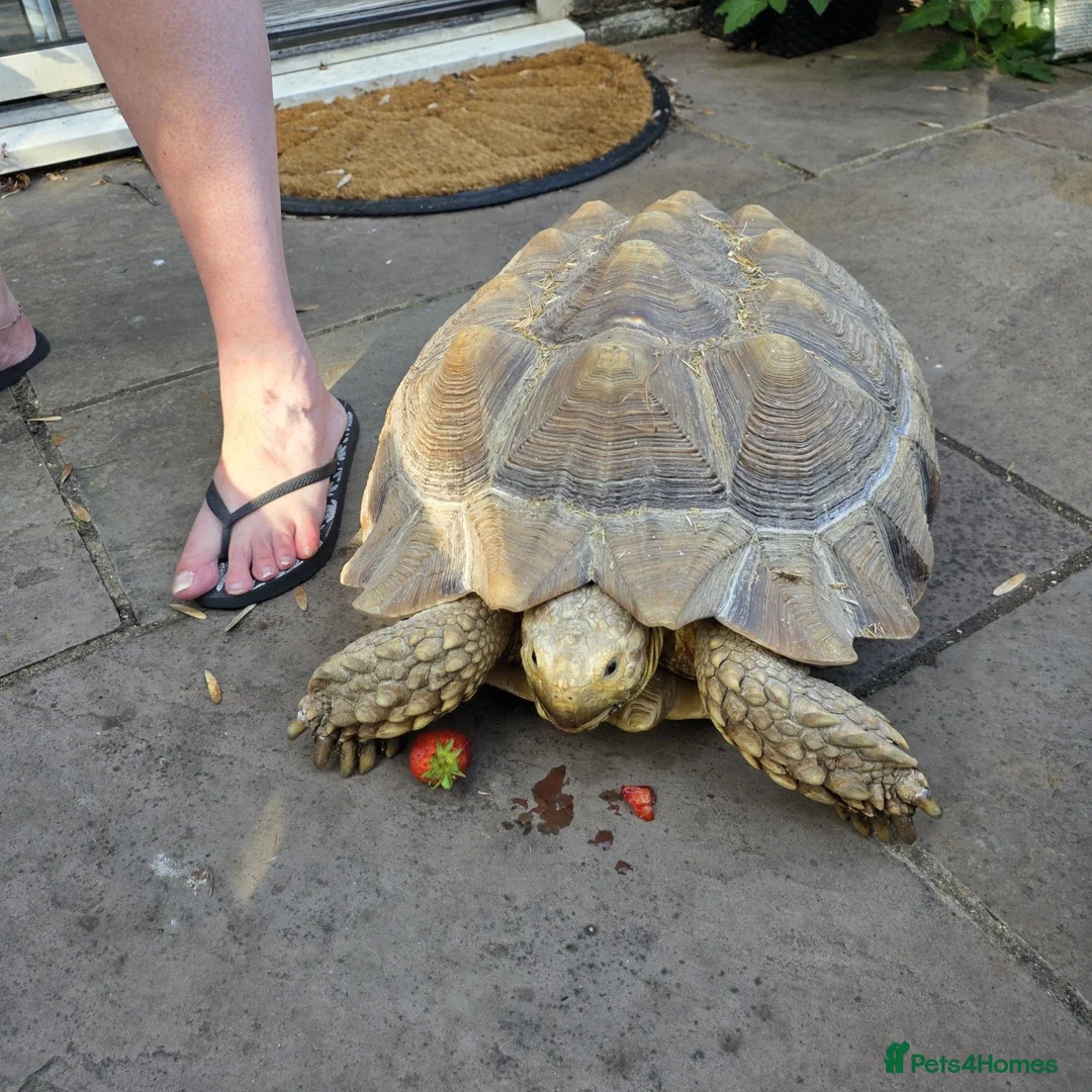 Tortoise reptiles for sale: Salcata Tortiose in Hemel Hempstead - Advert 2