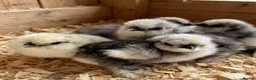 Chickens poultry for sale: Usa bearded  Silkies  - Advert 3