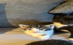 Mixed Breed cats for sale: BOY KITTEN FOR SALE - Image 2