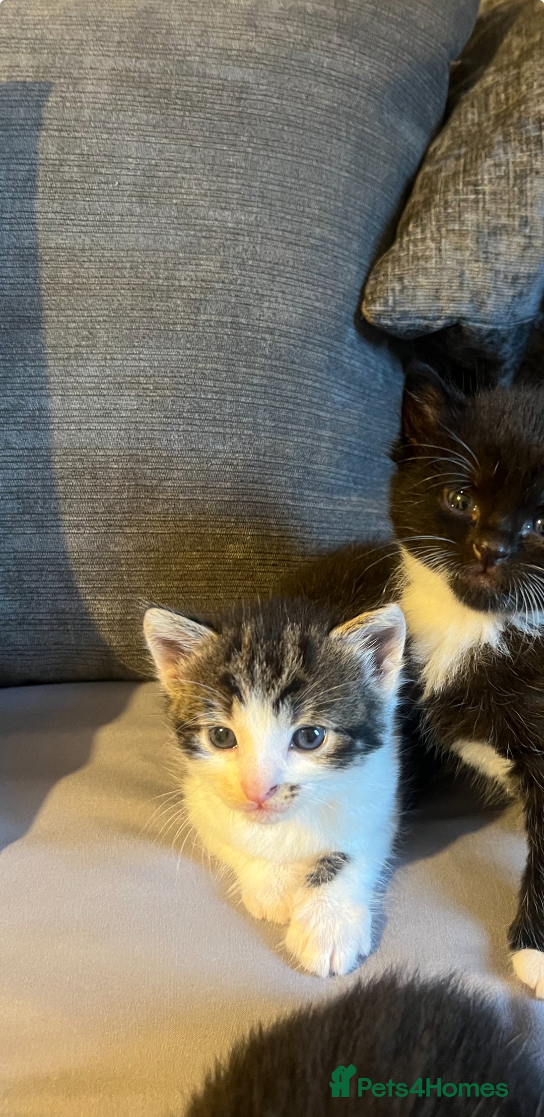 Mixed Breed cats for sale: BOY KITTEN FOR SALE - Image 2