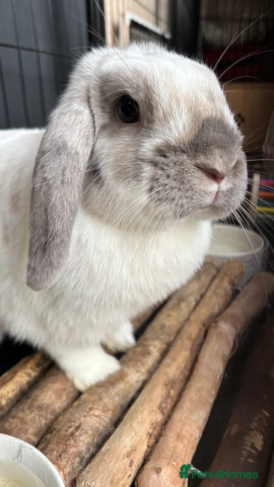 Lionhead rabbits for sale: Two Bunnies For Sale £25 each or both for £40 - Advert 3