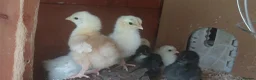 Chickens poultry for sale: 9 Mixed Breed Chicks - Advert 1