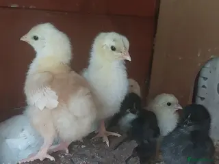 Chickens poultry 9 Mixed Breed Chicks - Advert 9