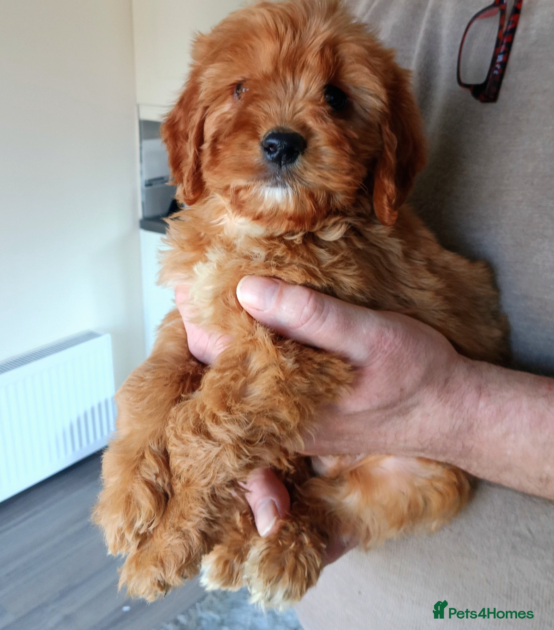 Cockapoo dogs Cockapoo F1 . Gorgeous 🥰 litter!!!!  - Advert 2