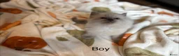 Ragdoll cats for sale: Beautiful Ragdoll Kittens for sale (REDUCED) - Advert 6