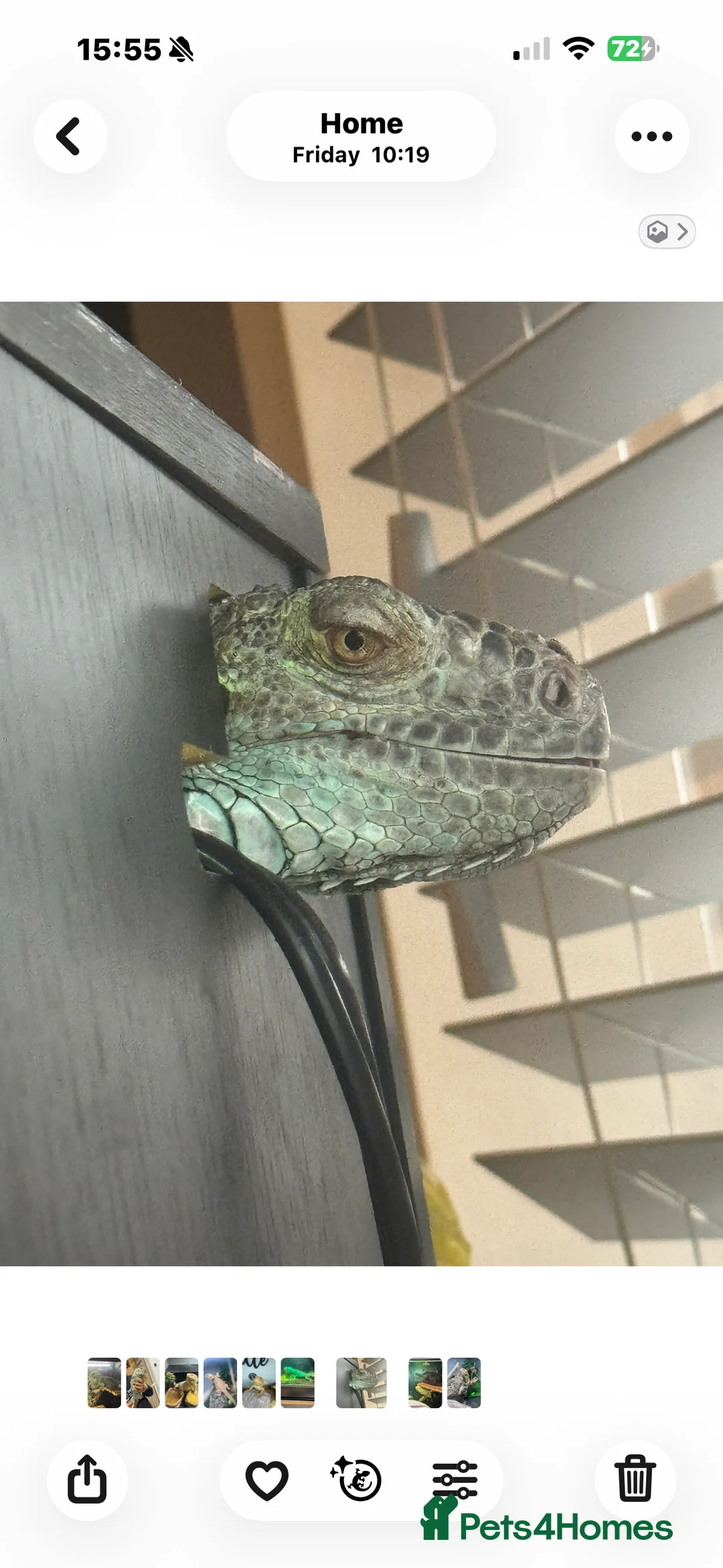 Iguana reptiles for sale: Blue Iguan - Advert 2