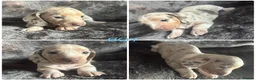 Miniature Dachshund dogs for sale: ADORABLE KC MINIATURE DACHSHUND PUPPYS - Advert 8