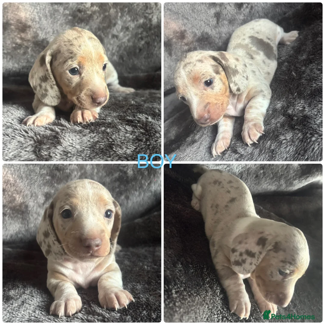 Miniature Dachshund dogs for sale: ADORABLE KC MINIATURE DACHSHUND PUPPYS - Advert 8