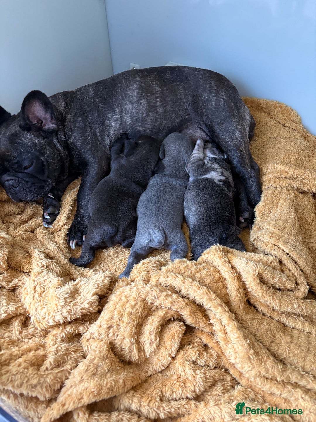 French Bulldog dogs for sale: Frenchies for sale - Image 3