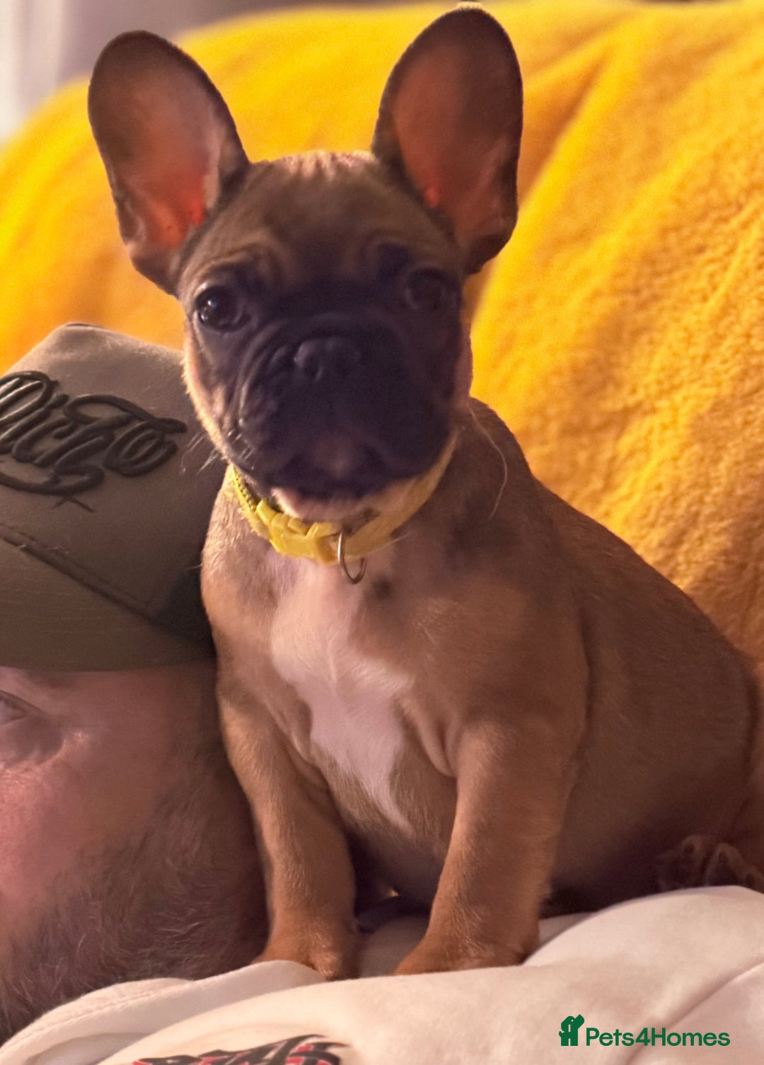 French Bulldog dogs for sale: READY NOW🐾 4 beautiful girls  - Advert 2