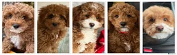 Cavapoo dogs for sale: Beautiful, health tested F1b Cavapoo Puppies - Advert 14
