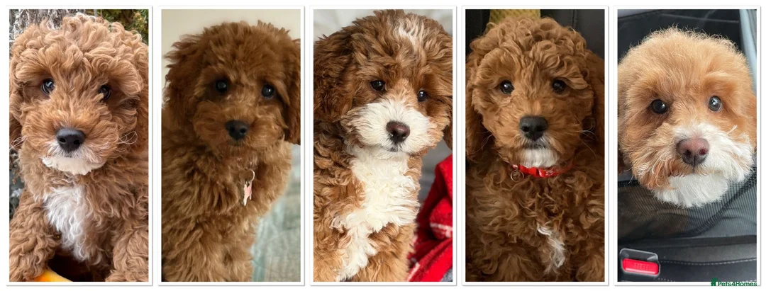 Cavapoo dogs for sale: Beautiful, health tested F1b Cavapoo Puppies - Advert 14