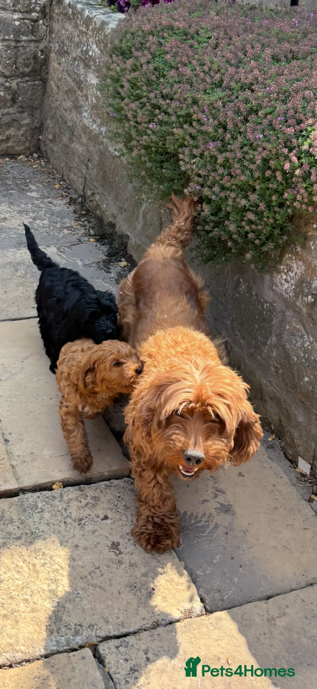 Cockapoo dogs for sale: Just 2 Beautiful Cockapoo Puppies  - Advert 1