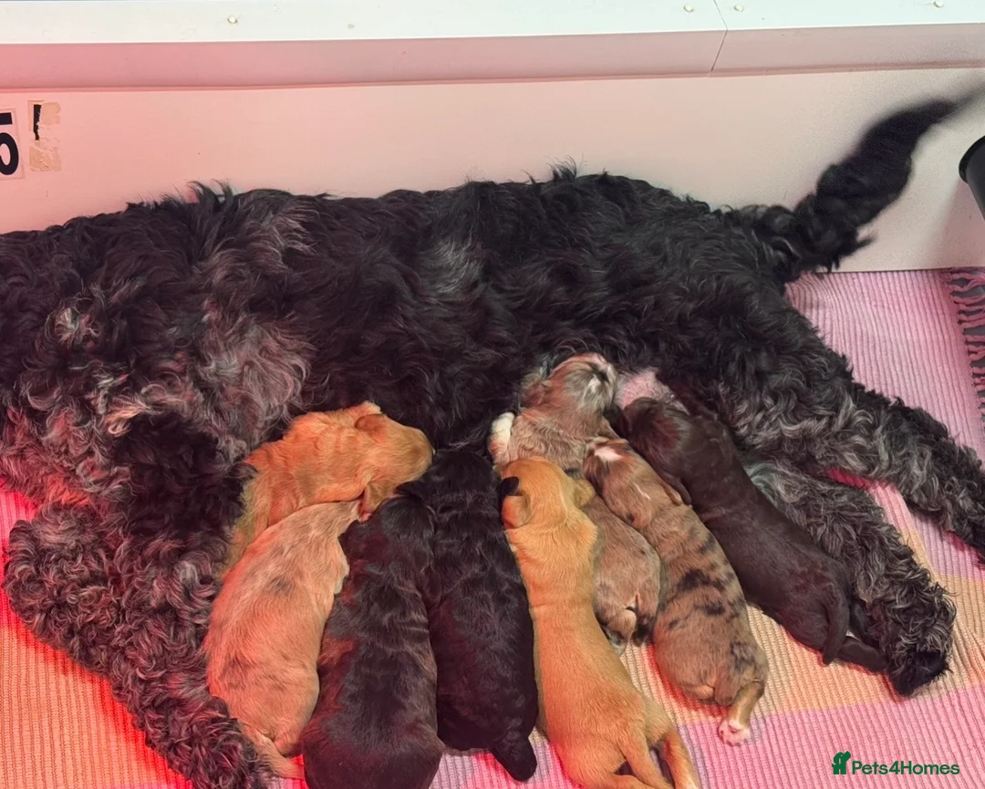 Schnoodle dogs for sale: Beautiful Schnoodle Puppies 🐾🐾🐾 - Advert 21