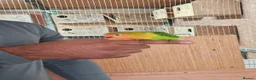 Lovebirds birds for sale: Baby lovebirds  - Advert 4