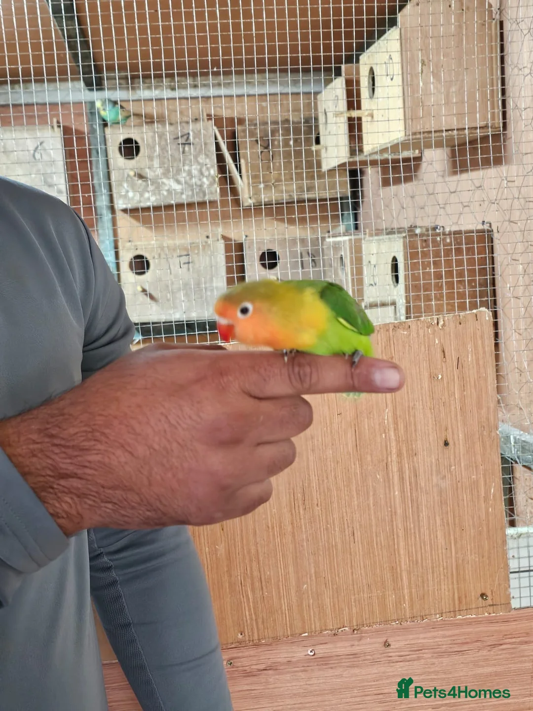 Lovebirds birds for sale: Baby lovebirds  - Advert 4