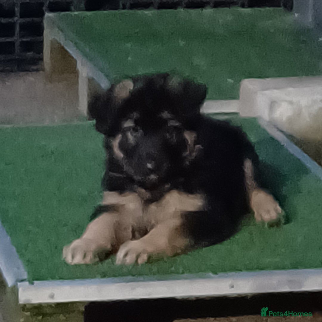 German Shepherd dogs for sale: 2 Beautiful Female German Shepherd Puppies - Image 5