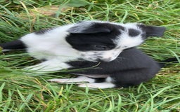 Border Collie dogs for sale: Border collie pups - Image 7