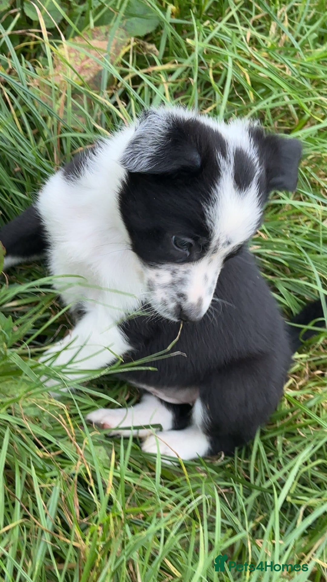 Border Collie dogs for sale: Border collie pups - Image 7