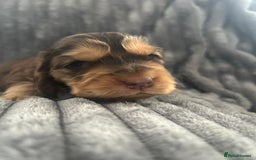 Cocker Spaniel dogs for sale: 🐾Cocker Spaniel Puppies-Ready in 5 Weeks🐾 - Image 10
