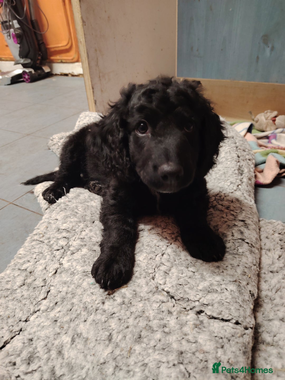 Cockapoo dogs for sale: Cockapoo puppies f2 ready now  - Advert 14