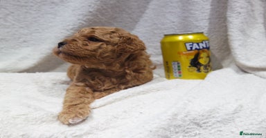 Mixed Breed dogs - Advert 1
