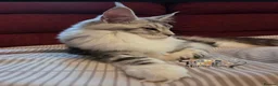 Maine Coon cats for sale: Outstanding Quality shaded line Boys - Advert 18