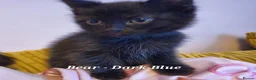 British Shorthair cats for sale: Pure Black British Shorthair Kittens in Dudley - Advert 17