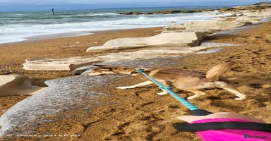 Mixed Breed dogs - Advert 13