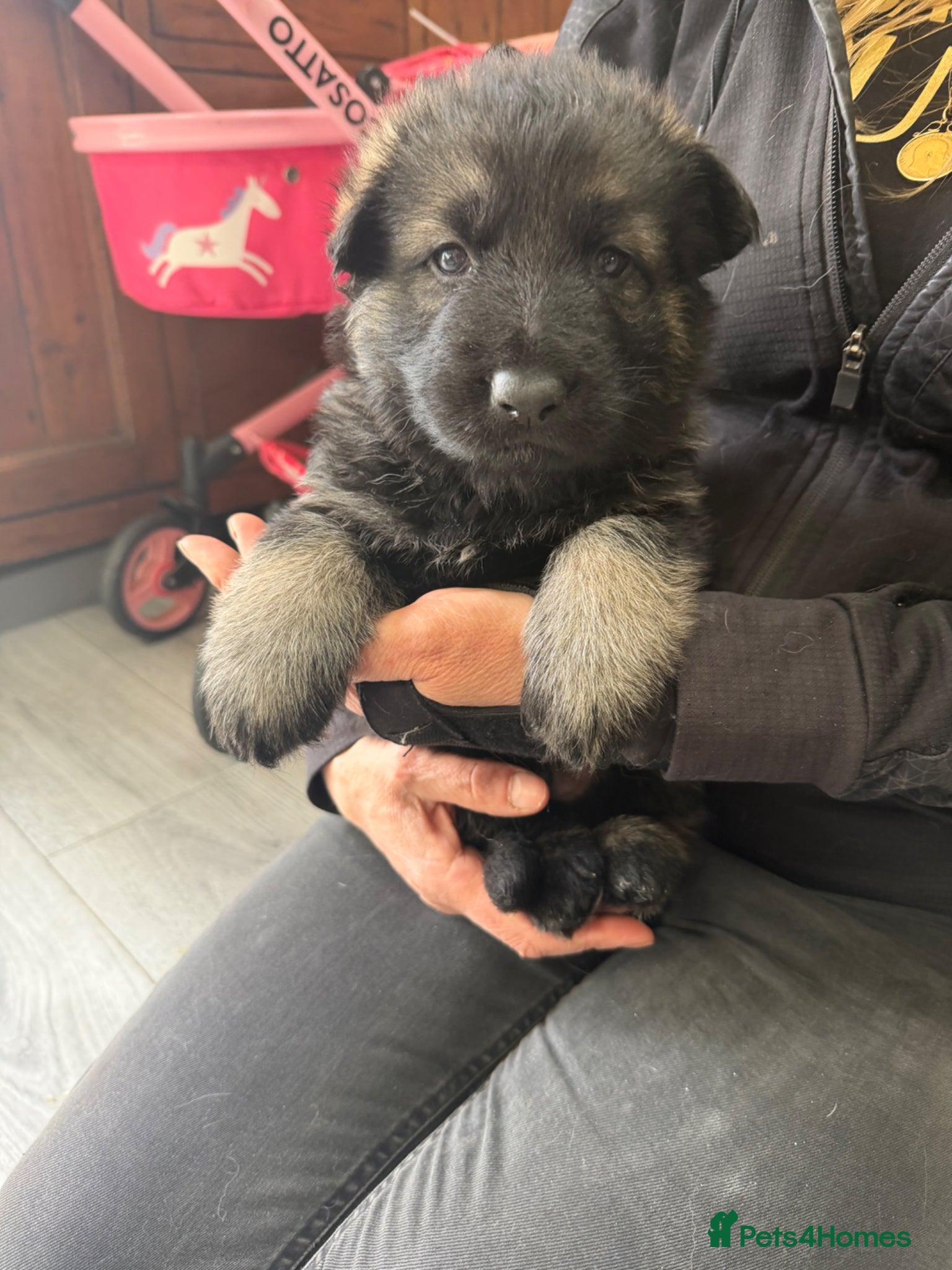 German Shepherd dogs German Shepherd Puppies (6 Boys, 1 Girl) - Advert 9