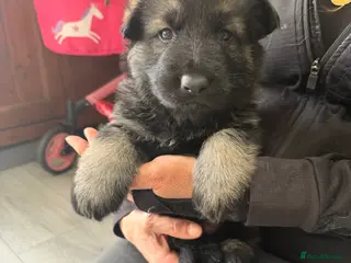 German Shepherd dogs German Shepherd Puppies (6 Boys, 1 Girl) - Advert 10