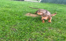 Miniature Dachshund dogs for sale: Beautiful Dachshund  - Image 5