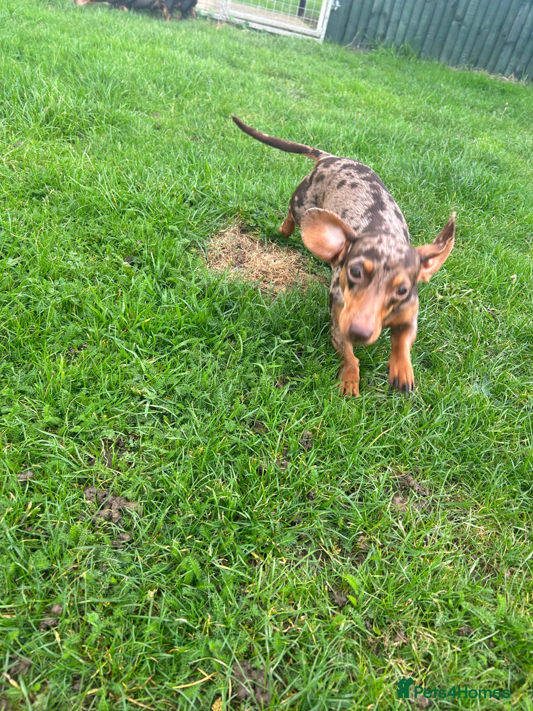 Miniature Dachshund dogs for sale: Beautiful Dachshund  - Image 5