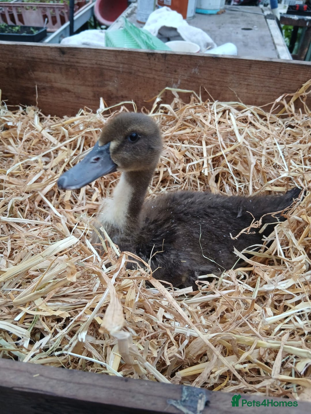 Ducks poultry for sale: Mixed Colour Ducklings for sale - Image 5