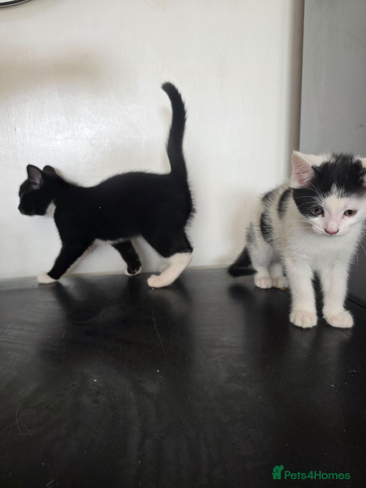 Mixed Breed cats 2 Healthy 10‑Week‑Old Kittens - Advert 21