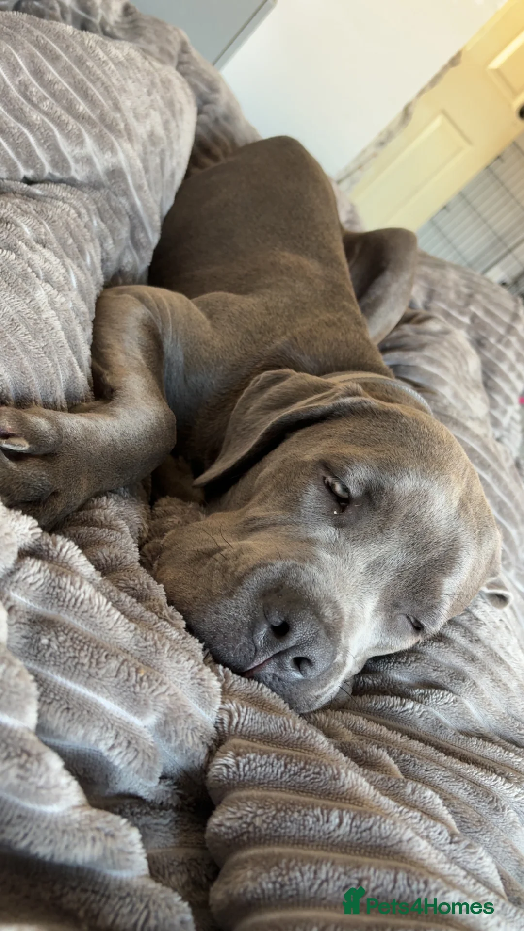 Cane Corso dogs for sale: Cane Corso Female - Advert 5