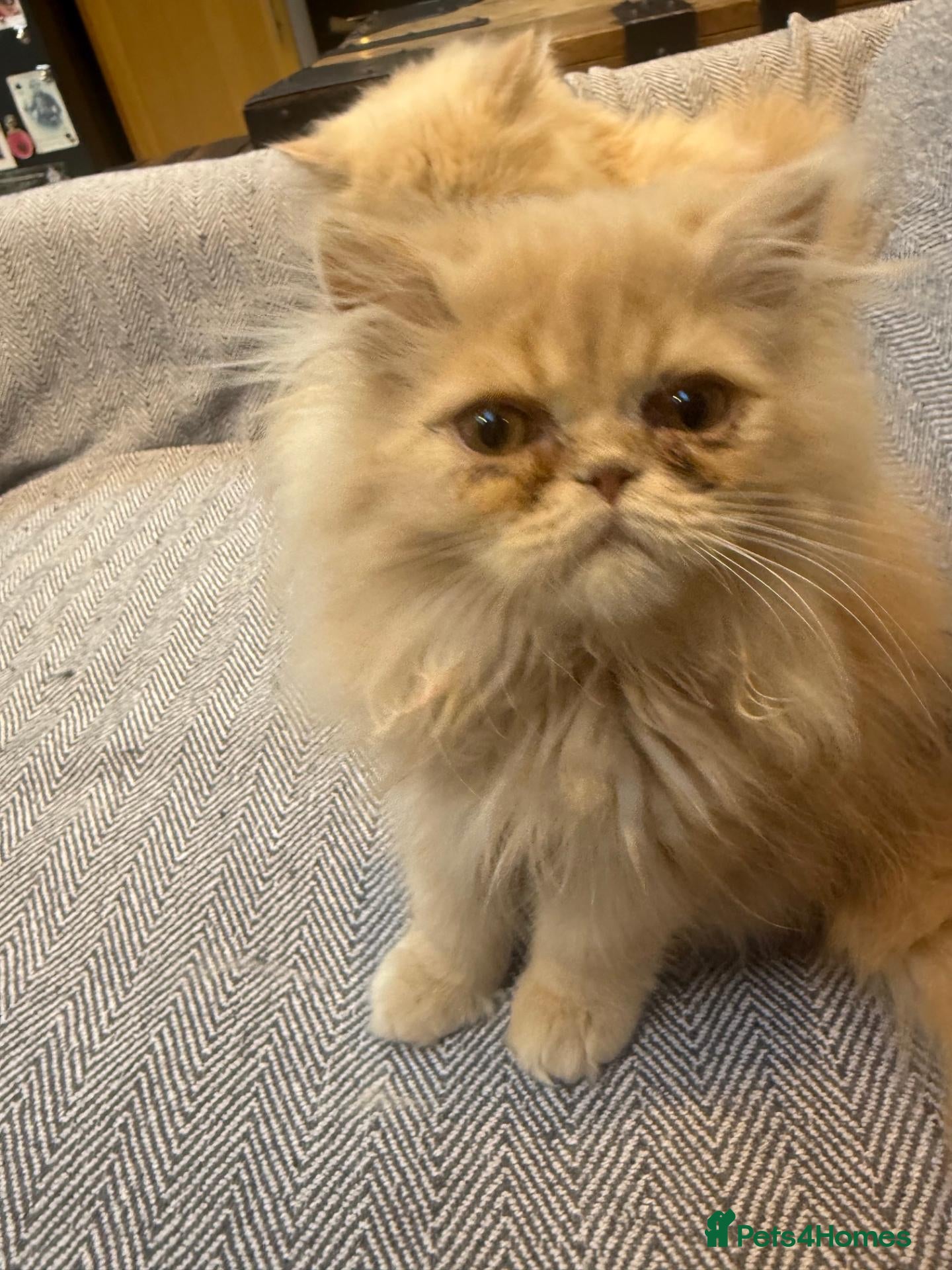 Persian cats Rare Petite Ginger Persian Boy - £950 - Advert 2