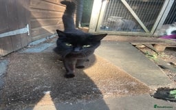 Mixed Breed cats for sale: Farm kittens for sale  - Image 6