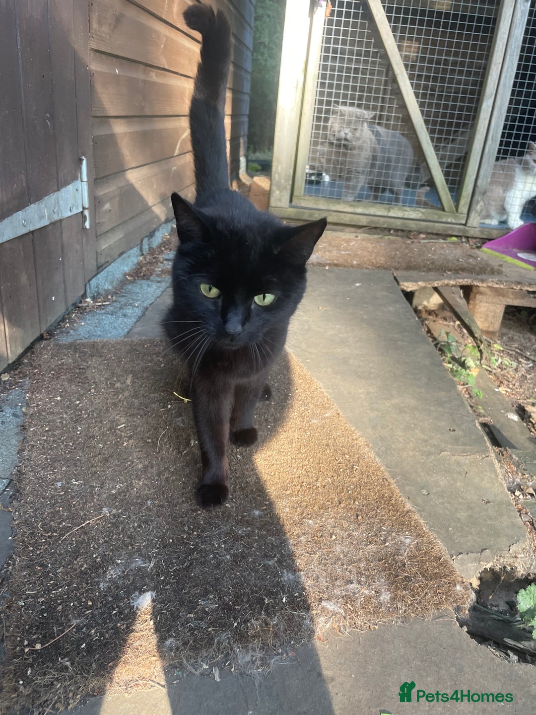 Mixed Breed cats for sale: Farm kittens for sale  - Image 6