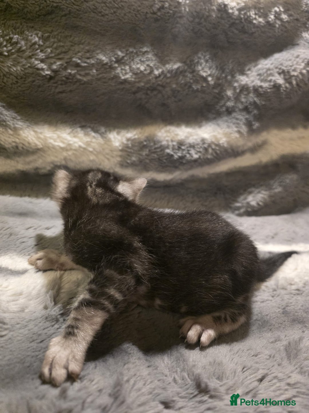Bengal cats for sale: Rare Bengal babies - Image 9