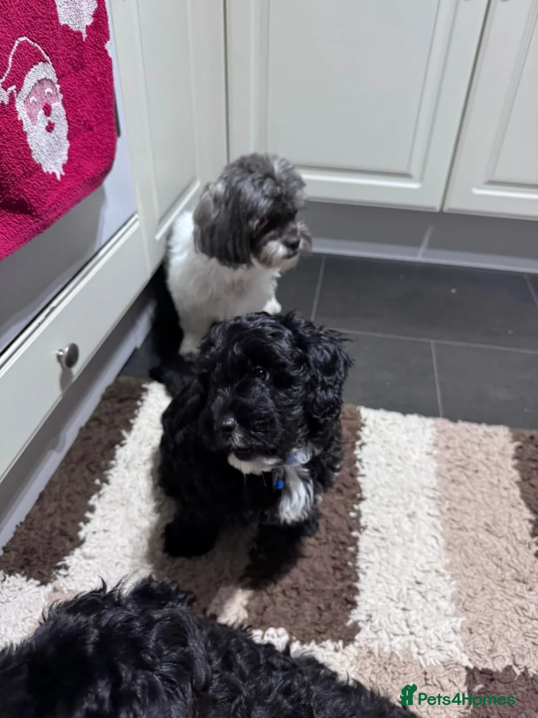 Shihpoo dogs for sale: Shihpoo puppies in Edinburgh - Advert 2