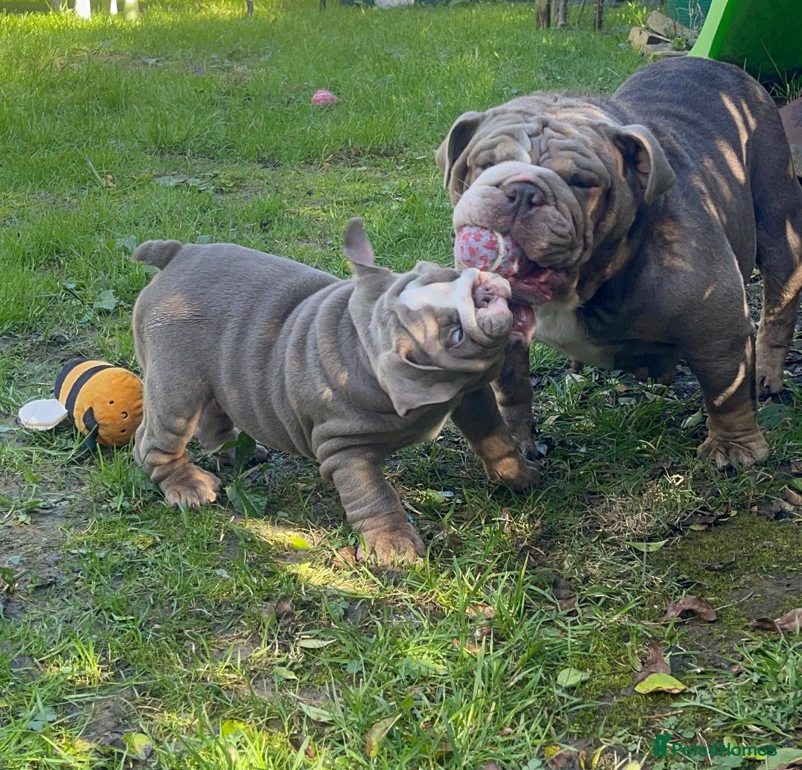 English Bulldog dogs KC registered Puppies  - Advert 10