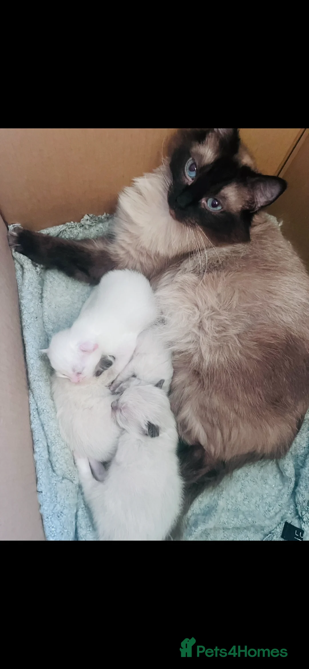 Ragdoll cats for sale: Pure breed ragdolls  - Advert 1
