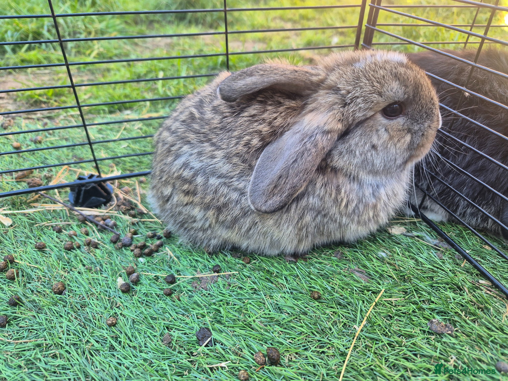Mini Lop rabbits ❤️ READY APRIL 25TH💙  - Advert 1
