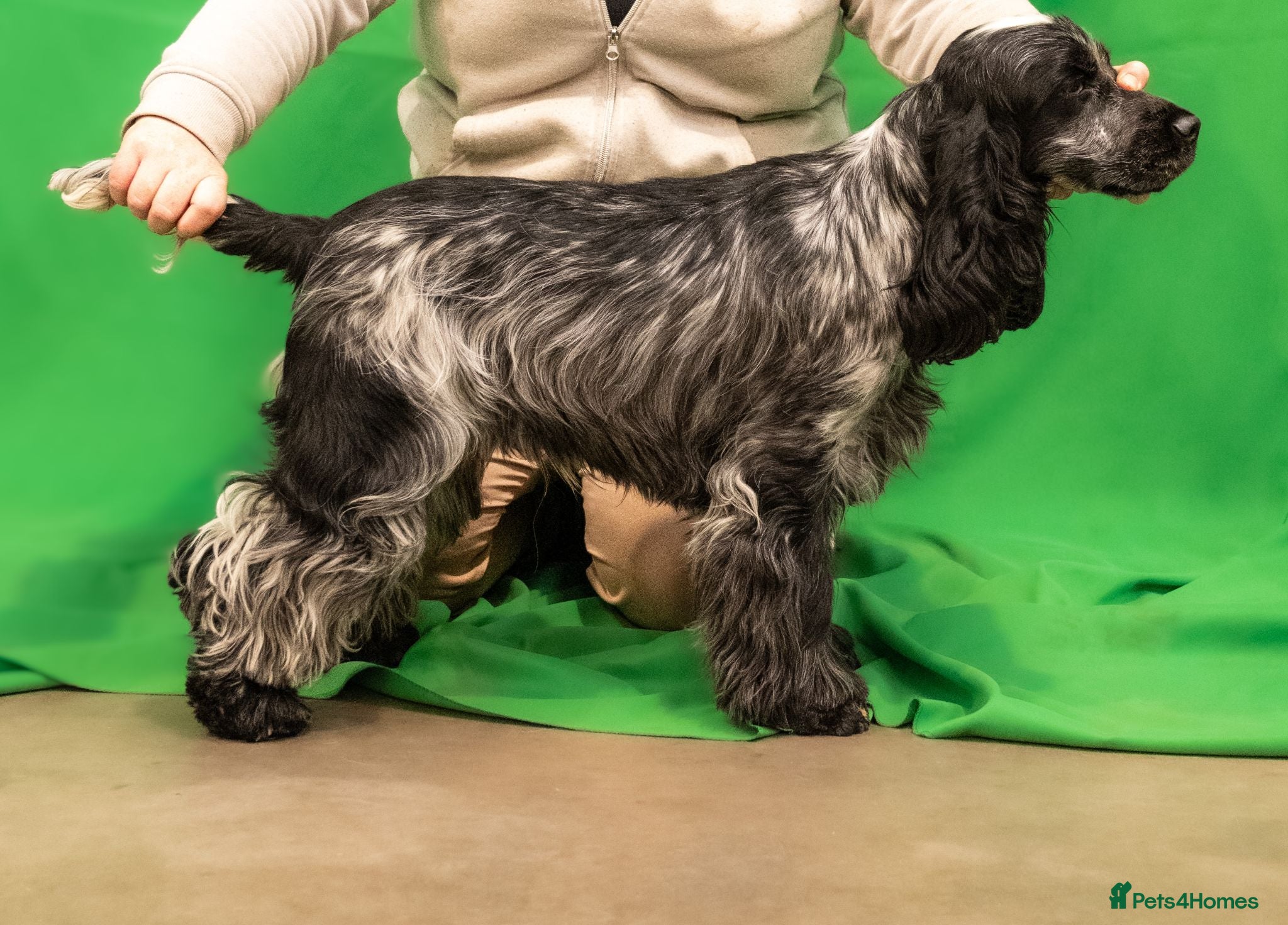 Cocker Spaniel dogs Handsome kc registered show cocker  - Advert 13