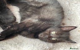 Mixed Breed cats for sale: 4 beautiful mixed breed kittene - Image 3